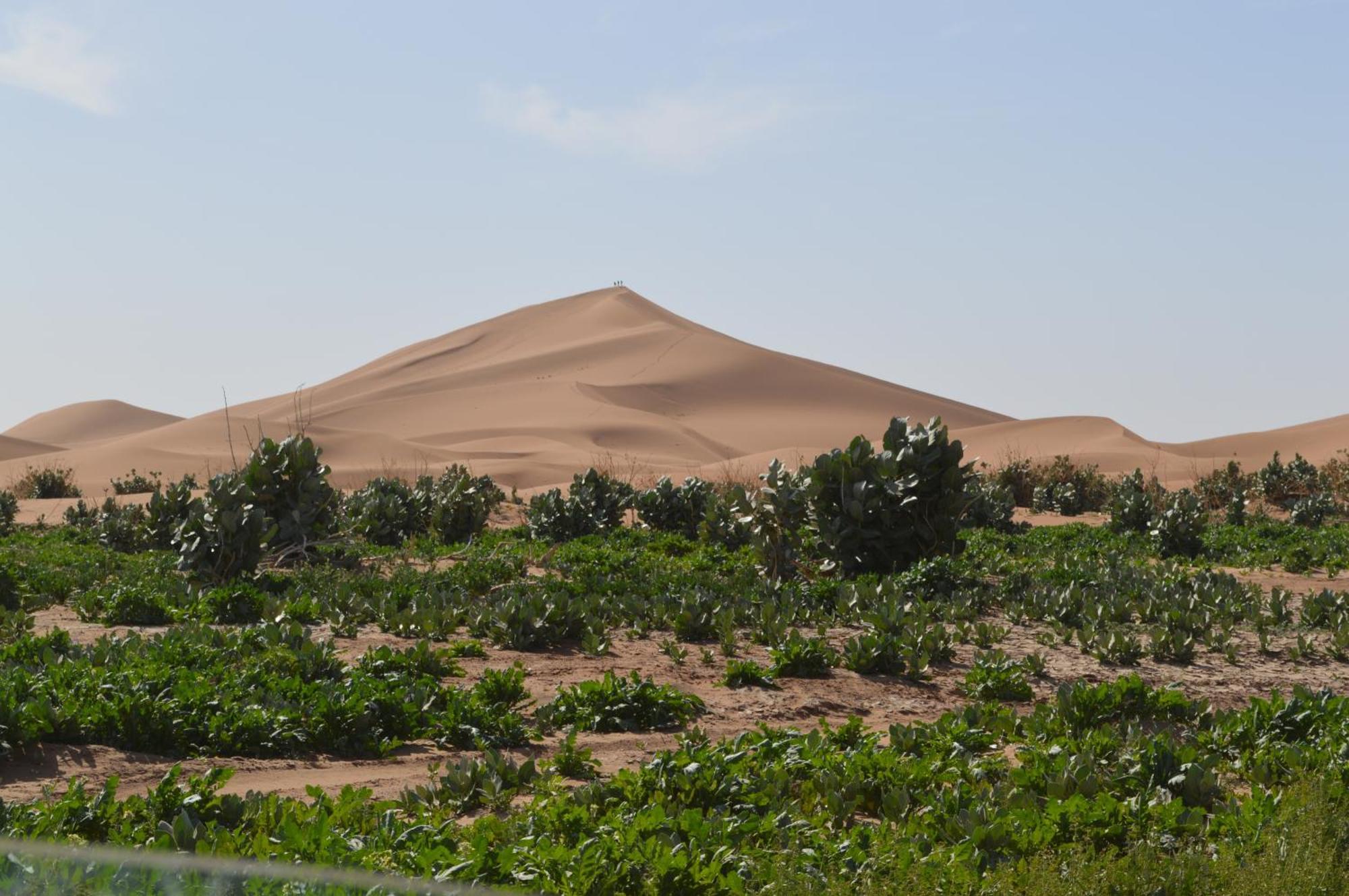 Bivouac Les Nomades & Foum Zguid To Chegaga Tours酒店 外观 照片
